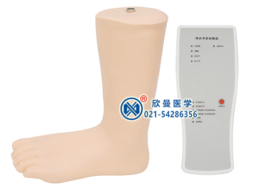 XM-L74電子踝關(guān)節(jié)穿刺注射模型,踝關(guān)節(jié)腔內(nèi)注射模型
