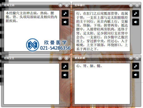 多媒體按摩點(diǎn)穴電子人體模型穴位詳情界面
