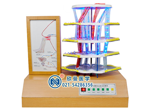 XM-D011脊髓反射和損傷表現(xiàn)電動(dòng)模型