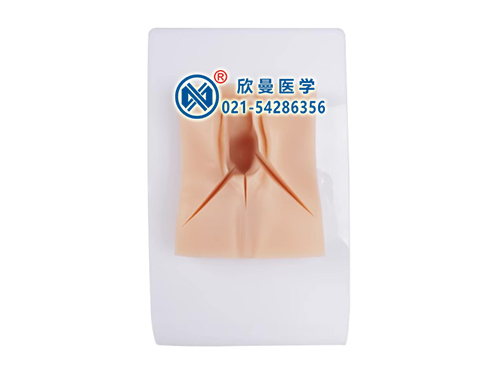 外陰縫合練習模型