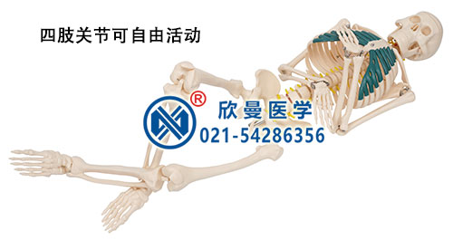 人體骨骼帶神經(jīng)模型(四肢關(guān)節(jié)可自由活動)