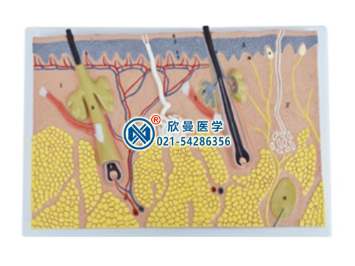 平面皮膚放大模型