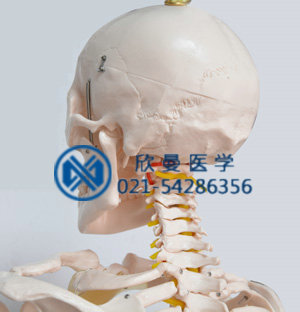 模型頭顱后部結(jié)構(gòu)特征，帶頸椎