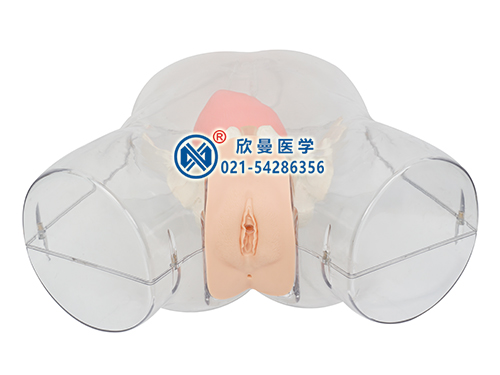 高級透明女性導尿操作模型