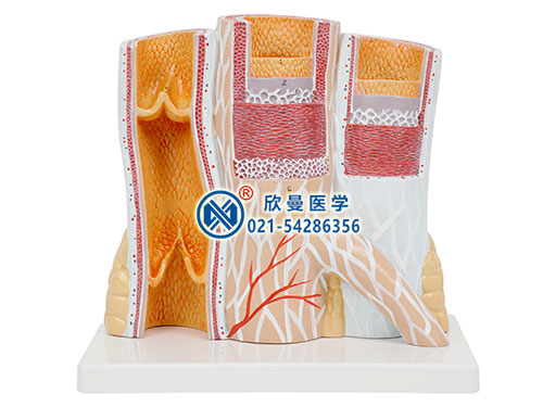 動(dòng)脈與靜脈解剖放大模型