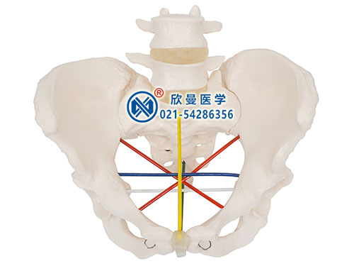 女性骨盆測(cè)量示教模型
