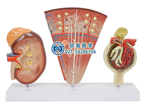 腎剖面、腎單位、腎小球模型
