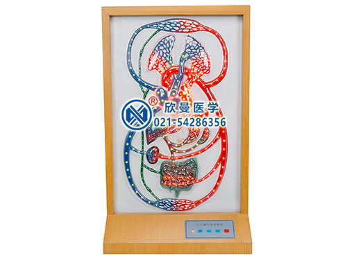 大、小循環(huán)電動模型