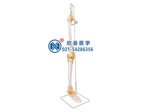足骨、脛腓骨、股骨附髖骨帶韌帶模型