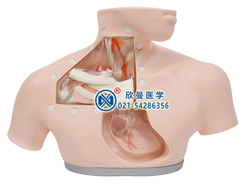 中心靜脈置管術(shù)訓練模型