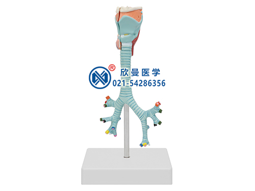 喉與氣管、支氣管樹(shù)模型