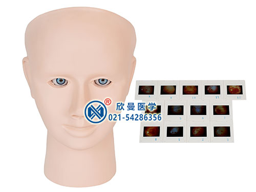 XM-SWM高級(jí)眼視網(wǎng)膜病變檢查模型