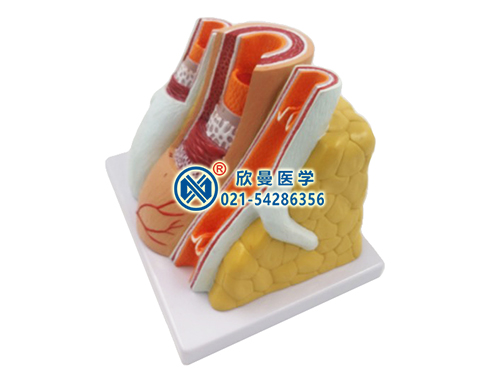 動(dòng)脈與靜脈解剖放大模型