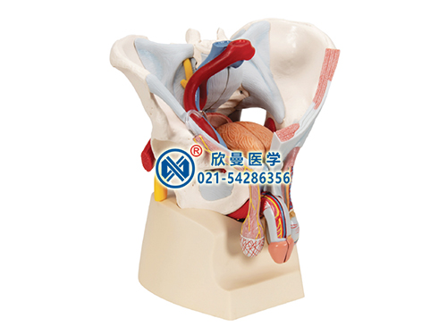 XM-130C男性骨盆附盆底肌肉韌帶盆腔器官及血管神經(jīng)模型